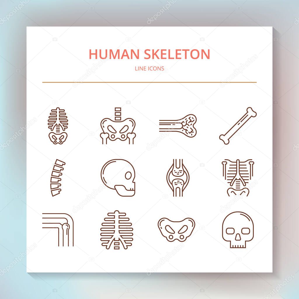 Set of linear vector icons of the human skeleton. Suitable for print, web and presentations.