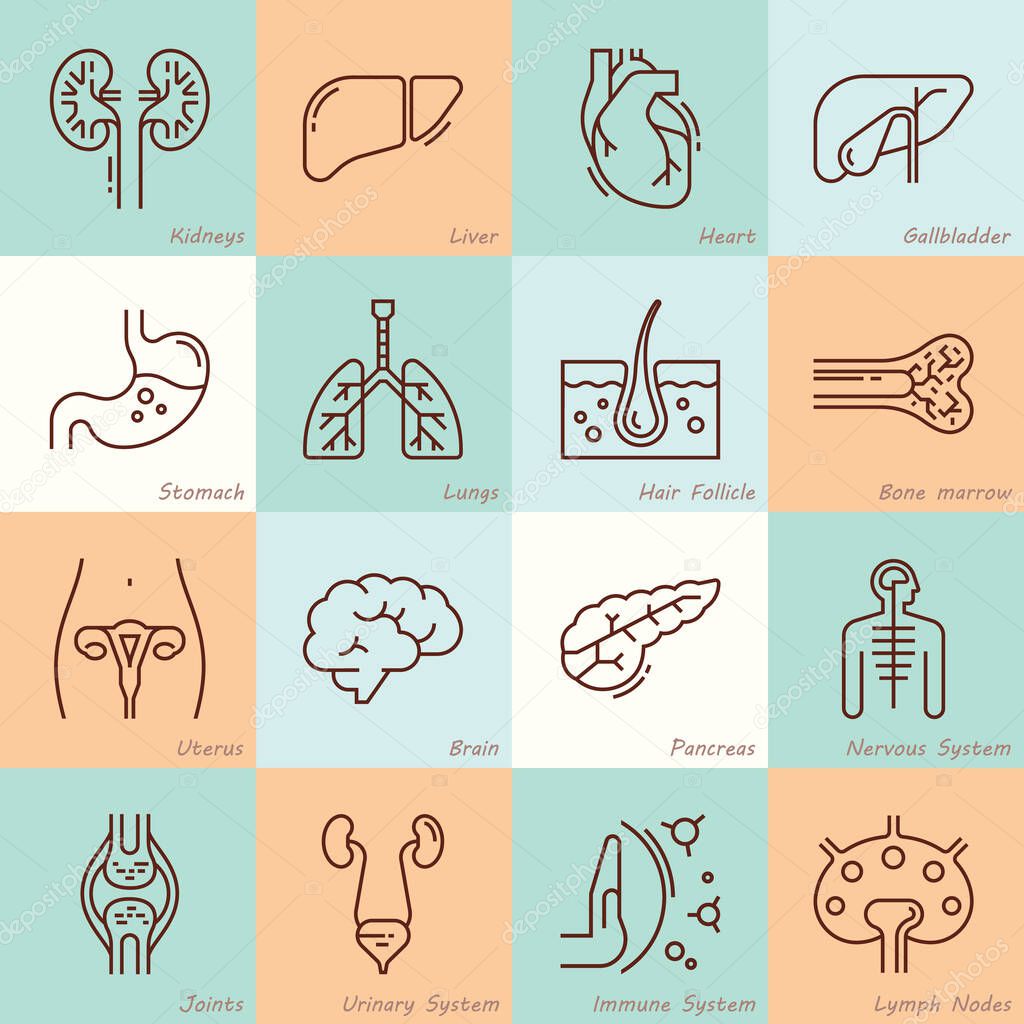 Large set of linear vector icons of human organs with signatures.