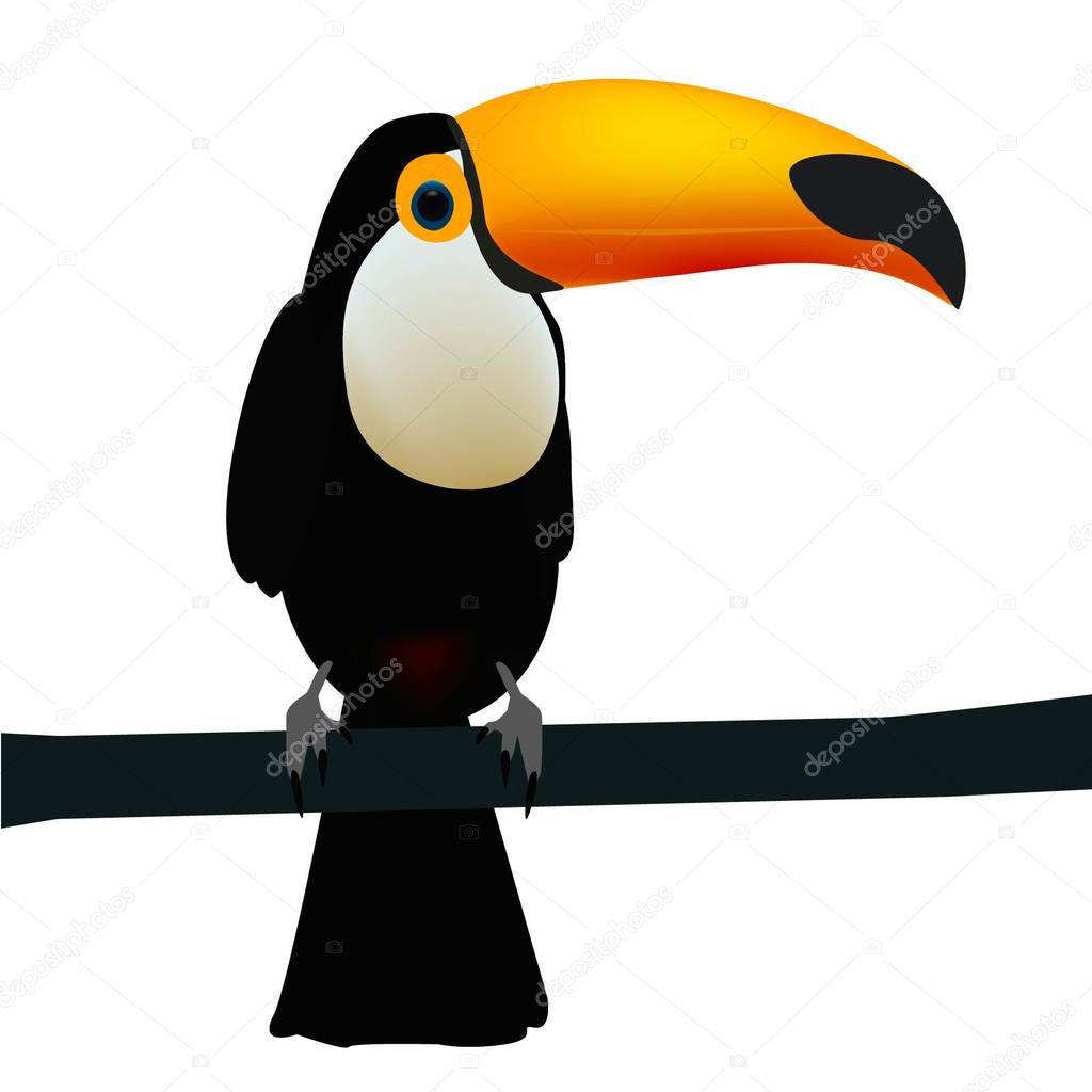 Toucan, exotic birds, bird of paradise