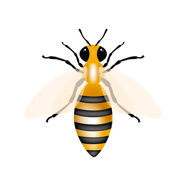 Honey Bee White Background Vector Illustration — Stock Vector