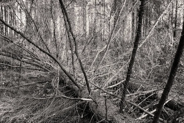 Árvore Caída Seca Com Muitos Galhos Floresta Moscovo Rússia — Fotografia de Stock