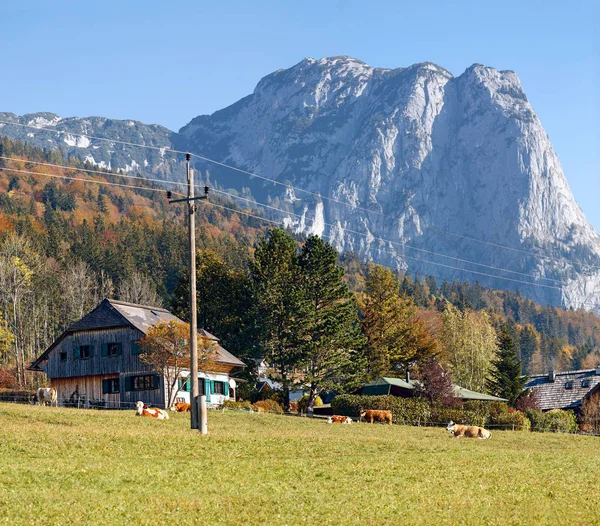 アルプスの背景に古い木造家屋の前の草原で放牧牛 村グルントルゼー ザルツカンマーグート シュタイアー マルク州 オーストリア ヨーロッパの連邦国家の地域 — ストック写真
