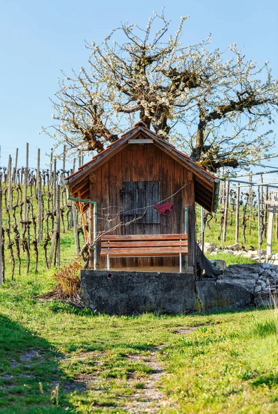 葡萄酒种植者的房子，周围环绕着葡萄园和开花的果树。 瑞士Villigen村. — 图库照片