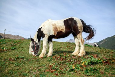 Atlar, Warth köyünün yakınındaki bir alp çayırında otlama. Vorarlberg, Avusturya.
