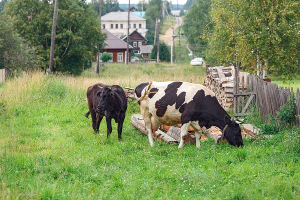 Cows grazing on the field. Village of Visim, Sverdlovsk region, Russia. — Stock Photo, Image