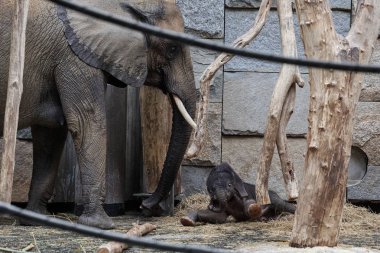 Fil ailesi - anne ve yeni doğan yavru fil. Zoo Tiergarten Schoenbrunn, Viyana, Avusturya.