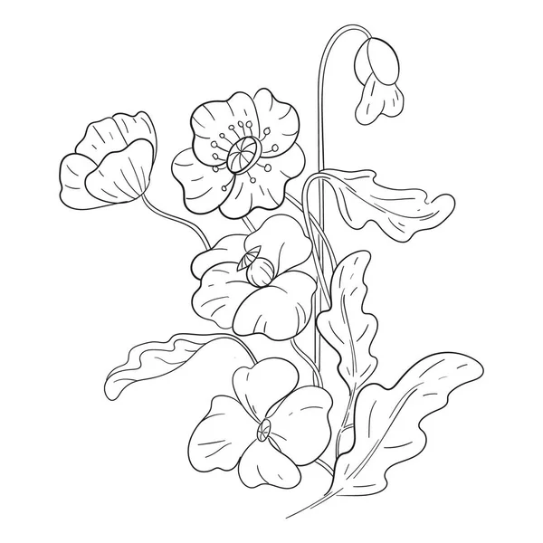 Дикое Растение Мака Цветы Листья Стилизованное Изображение Вектор Контур Раскраска — стоковый вектор