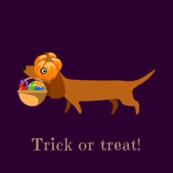 Dachshund Carries Pumpkin Basket Sweets Inscription Trick Treat Poster Postcard — Stock Vector