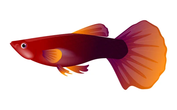 Guppy Red Exotic Decorative Aquarium Fish Vector — Stock Vector