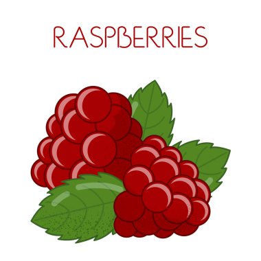 Ahududu. Vektör görüntü izole arka plan üzerinde