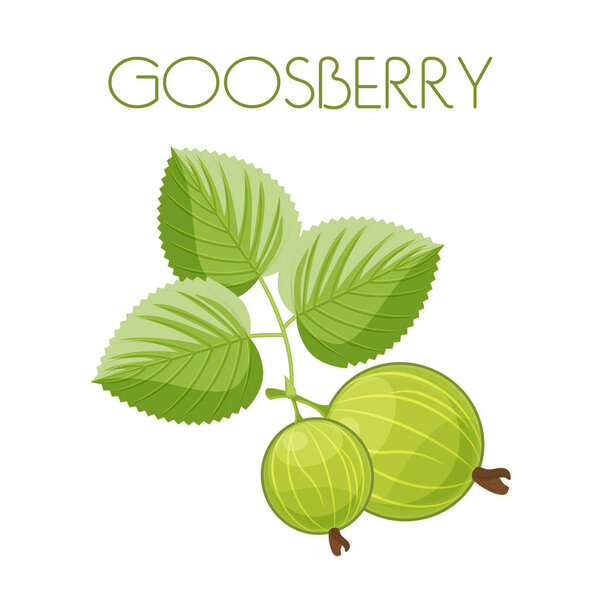 Gooseberry. Vector image on isolated background