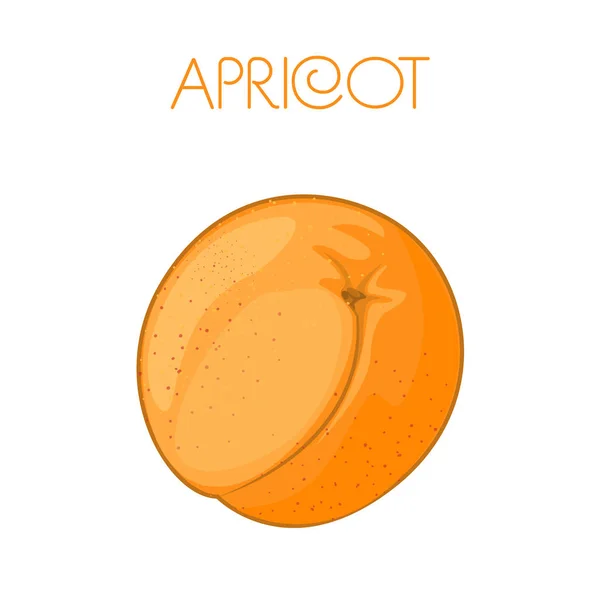 Fruit Abrikoos Vector Afbeelding Geïsoleerde Achtergrond — Stockvector