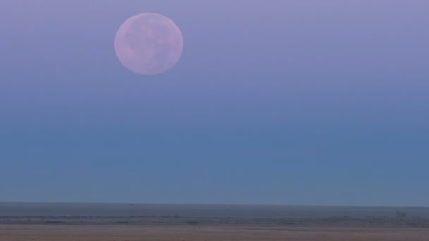 De volle maan is zichtbaar in de middag hemel boven de horizon op de wild en groene prairie van Torgay Kazachstan. — Stockvideo