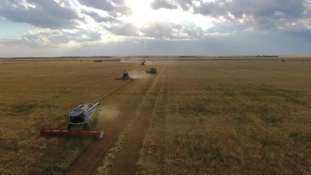 Uçan bir buğday alanın üzerinde. Birçok biçerdöver. Buğday hasat. — Stok video