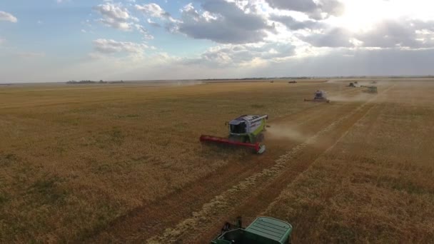 Volando sobre un campo de trigo. Muchas cosechadoras. Cosecha de trigo . — Vídeos de Stock