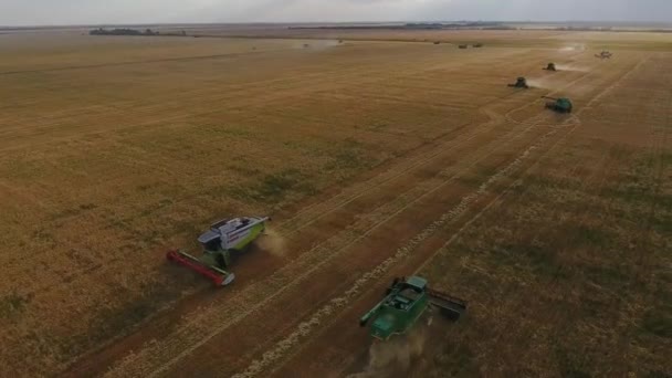 Fliegen über ein Weizenfeld. Viele Erntehelfer. Weizenernte. — Stockvideo