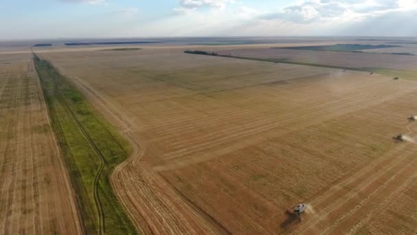 Voando sobre um campo de trigo. Muitas colheitadeiras. Colheita de trigo . — Vídeo de Stock