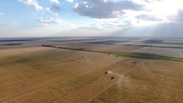 Voando sobre um campo de trigo. Muitas colheitadeiras. Colheita de trigo . — Vídeo de Stock