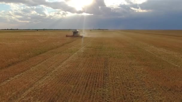 Flying over a wheat field. Many harvesters. Wheat harvest. — Stock Video