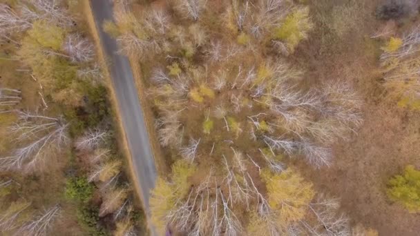 Bos en snelweg weg drone weergave. — Stockvideo