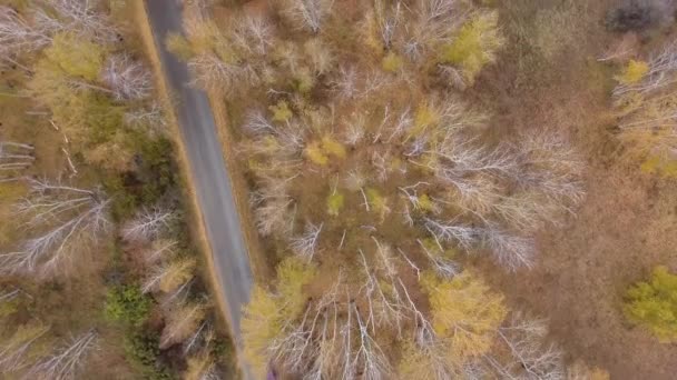 Bosque y carretera vista drone carretera . — Vídeos de Stock