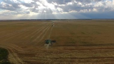 Uçan bir buğday alanın üzerinde. Birçok biçerdöver. Buğday hasat.