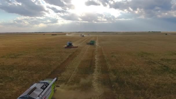 Fliegen über ein Weizenfeld. Viele Erntehelfer. Weizenernte. — Stockvideo