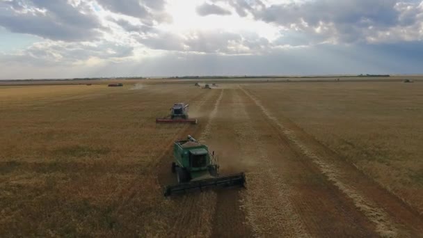 Fliegen über ein Weizenfeld. Viele Erntehelfer. Weizenernte. — Stockvideo