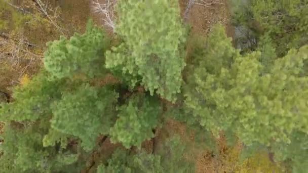Lesní a dálniční silniční dron zobrazení. — Stock video