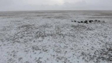 At karla kaplı çölde kışın çalışan sürüsü hava görünümünü. Batı Kazakistan, Mangışlak Yarımadası.