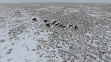 At karla kaplı çölde kışın çalışan sürüsü hava görünümünü. Batı Kazakistan, Mangışlak Yarımadası.