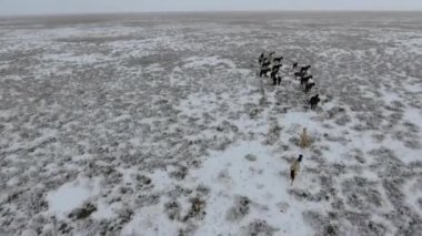 At karla kaplı çölde kışın çalışan sürüsü hava görünümünü. Batı Kazakistan, Mangışlak Yarımadası.