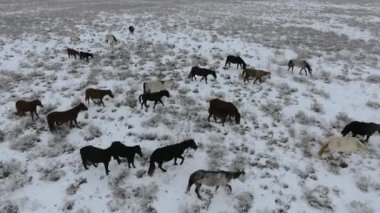 At karla kaplı çölde kışın çalışan sürüsü hava görünümünü. Batı Kazakistan, Mangışlak Yarımadası.