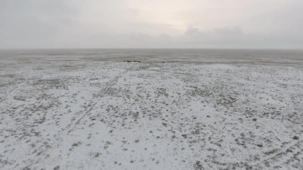 Flygfoto Över Besättningen Hästar Som Kör Genom Öknen Snötäckt Vintern — Stockvideo