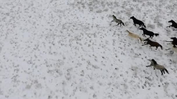 在冬天的雪覆盖的沙漠运行的成群的马匹鸟瞰。哈萨克斯坦西部, Mangyshlak 半岛. — 图库视频影像