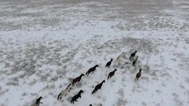Vista aérea del rebaño de caballos corriendo por el desierto cubierto de nieve en invierno. Kazajstán Occidental, Península de Mangyshlak . — Vídeo de stock