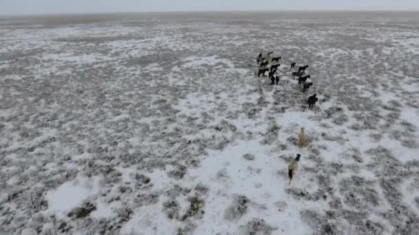 Luchtfoto van de kudde van paarden die door de sneeuw bedekte woestijn in de winter. West Kazachstan, Mangyshlak schiereiland. — Stockvideo