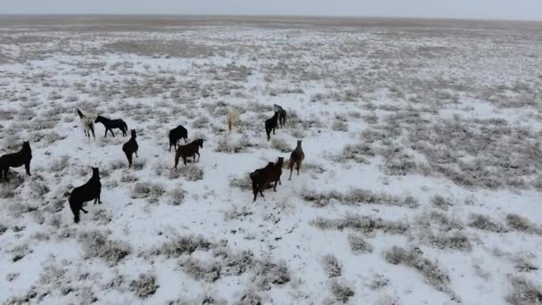 Luchtfoto van de kudde van paarden die door de sneeuw bedekte woestijn in de winter. West Kazachstan, Mangyshlak schiereiland. — Stockvideo