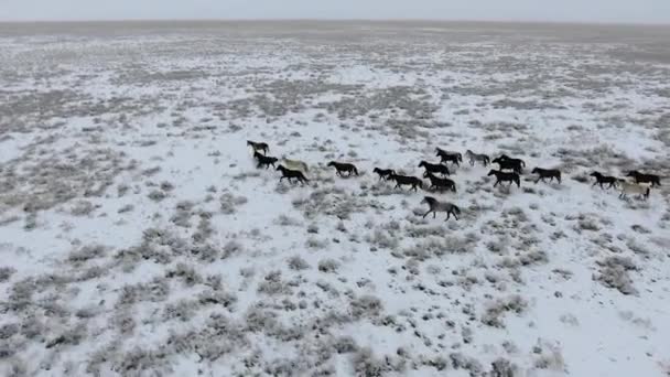 Vista aérea del rebaño de caballos corriendo por el desierto cubierto de nieve en invierno. Kazajstán Occidental, Península de Mangyshlak . — Vídeos de Stock