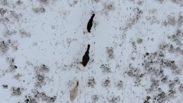 Flygfoto över besättningen av hästar som kör genom öknen snötäckt på vintern. Västra Kazakstan, Mangyshlak halvön. — Stockvideo