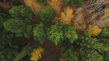Orman ve Otoban yol dron görünümü.