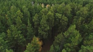 Orman ve Otoban yol dron görünümü.