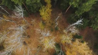 Orman ve Otoban yol dron görünümü.