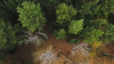 Orman ve Otoban yol dron görünümü.