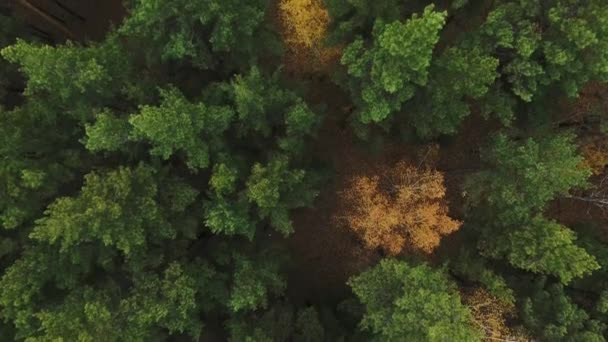 Drohnenblick auf Wald und Autobahn. — Stockvideo