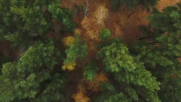 Bosque y carretera vista drone carretera . — Vídeo de stock