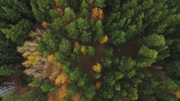 Bos en snelweg weg drone weergave. — Stockvideo