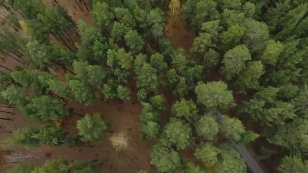 Vista de drones florestais e rodoviários . — Vídeo de Stock
