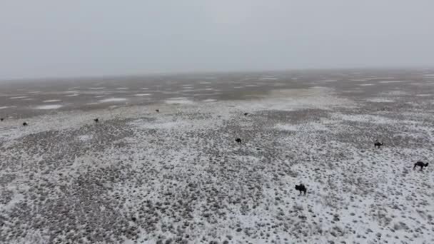 겨울에는 눈 덮인 사막을 통해 이동 하는 낙 타 떼의 공중 전망. 서 부 카자흐스탄, Mangyshlak 반도. — 비디오