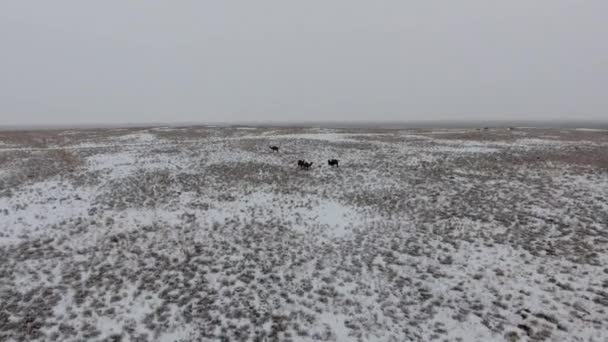 Luchtfoto van een kudde van kamelen in de woestijn met sneeuw bedekte doorlopen in de winter. West Kazachstan, Mangyshlak schiereiland. — Stockvideo